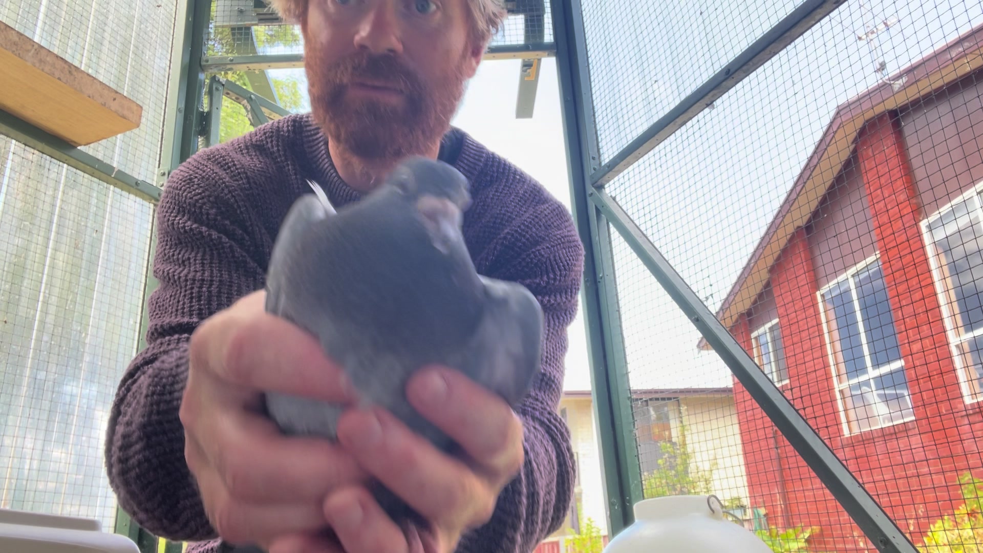 @thenewpigeonbloke