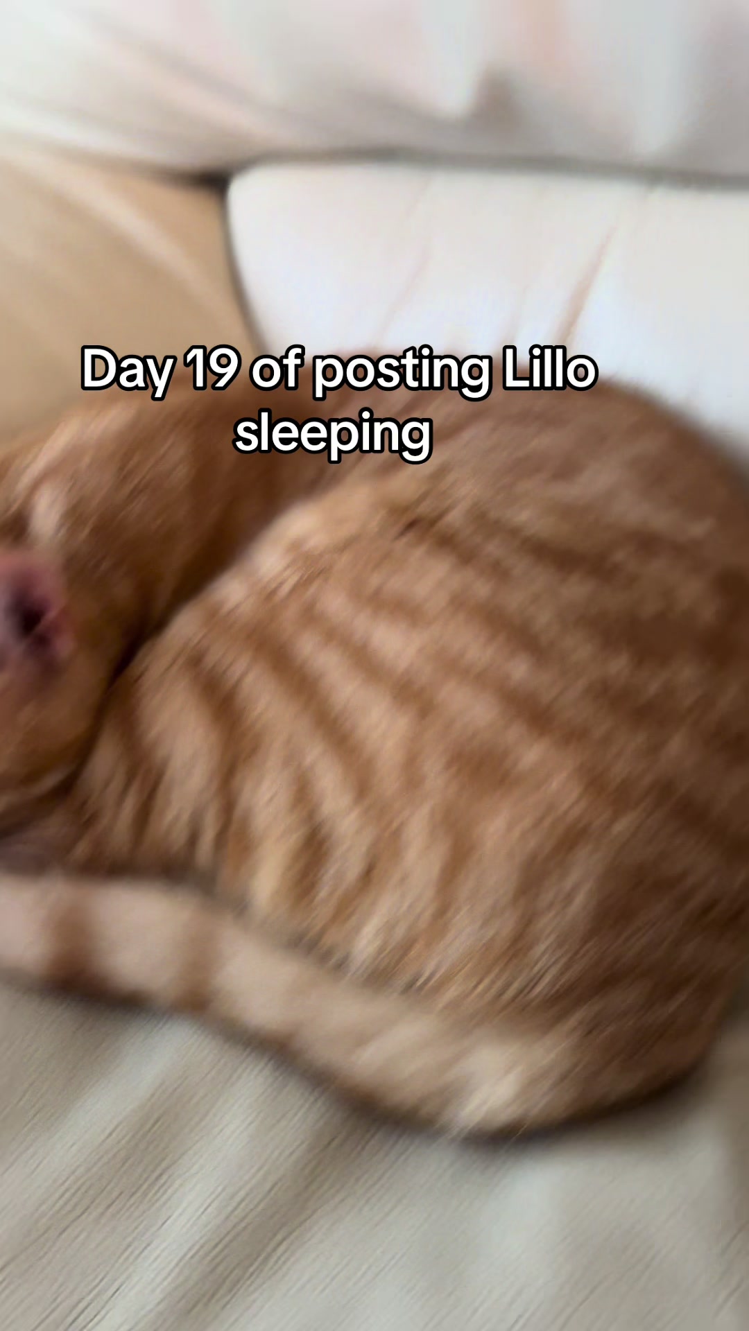 @lillo🐱🐈🐾