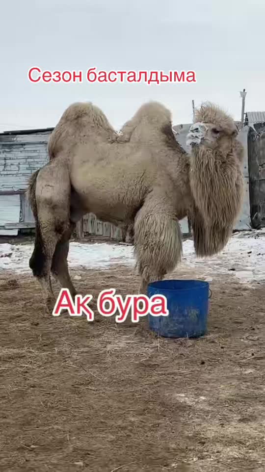 @Нұржан Ардана