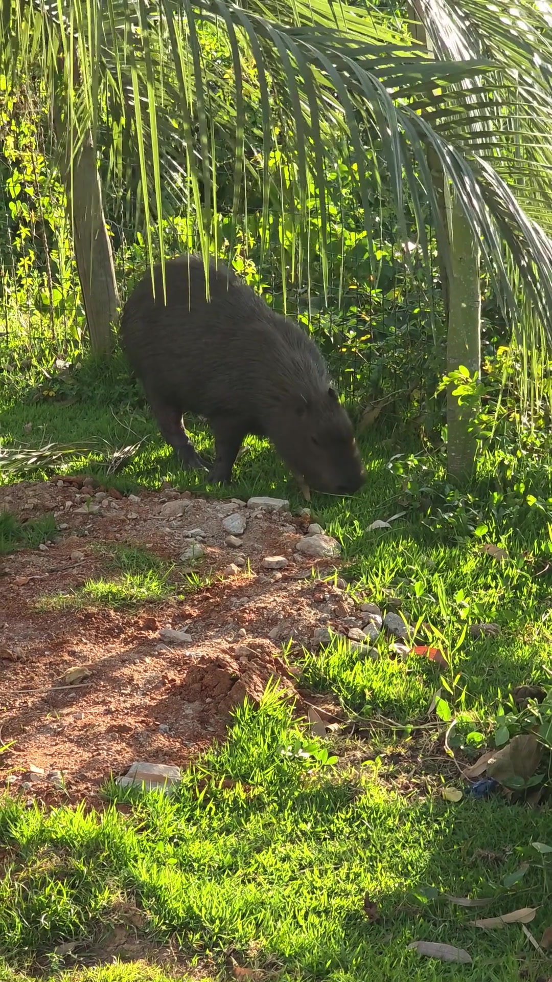 @capybaraninja