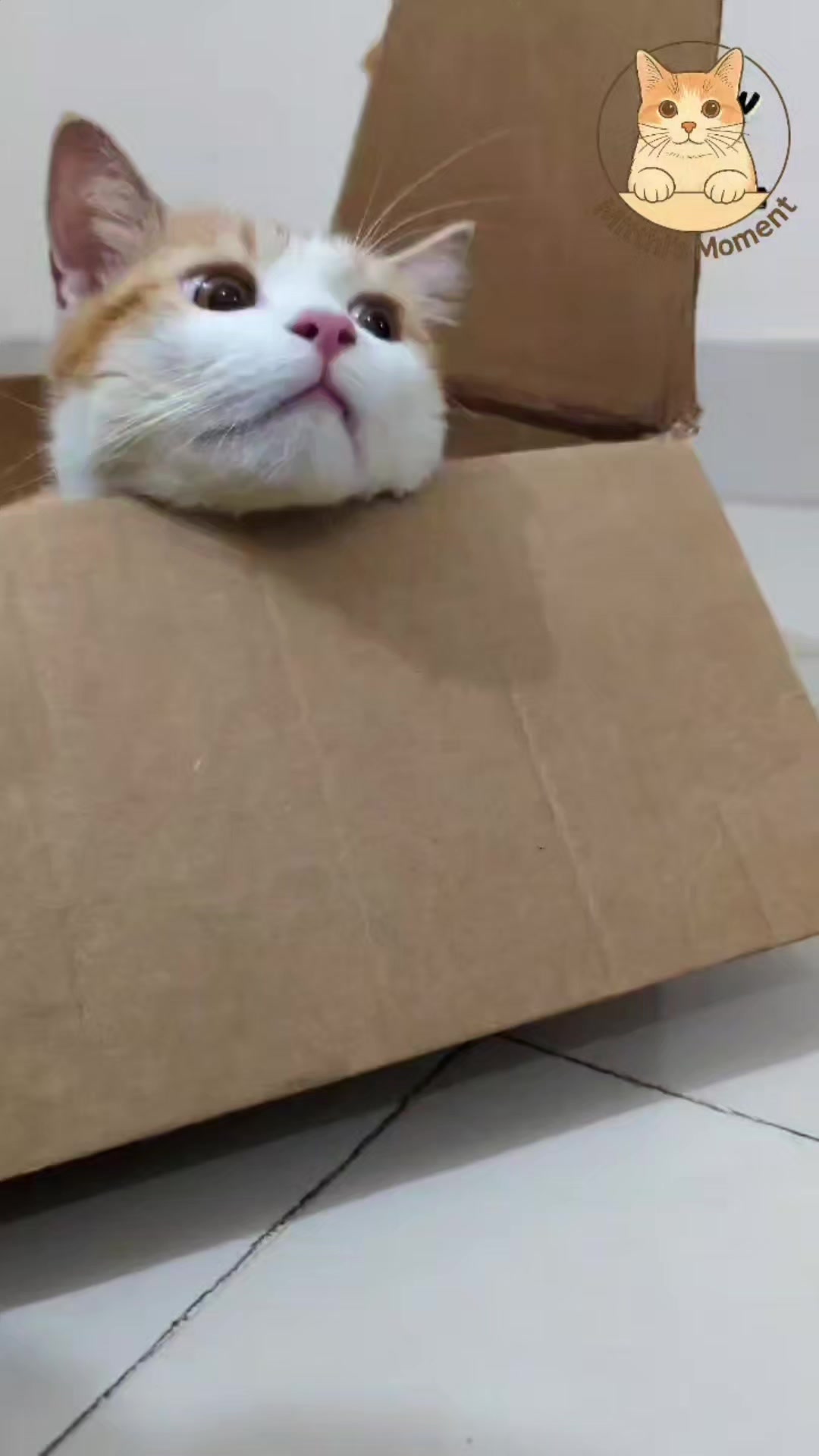 @Mitthi the Meow Meow