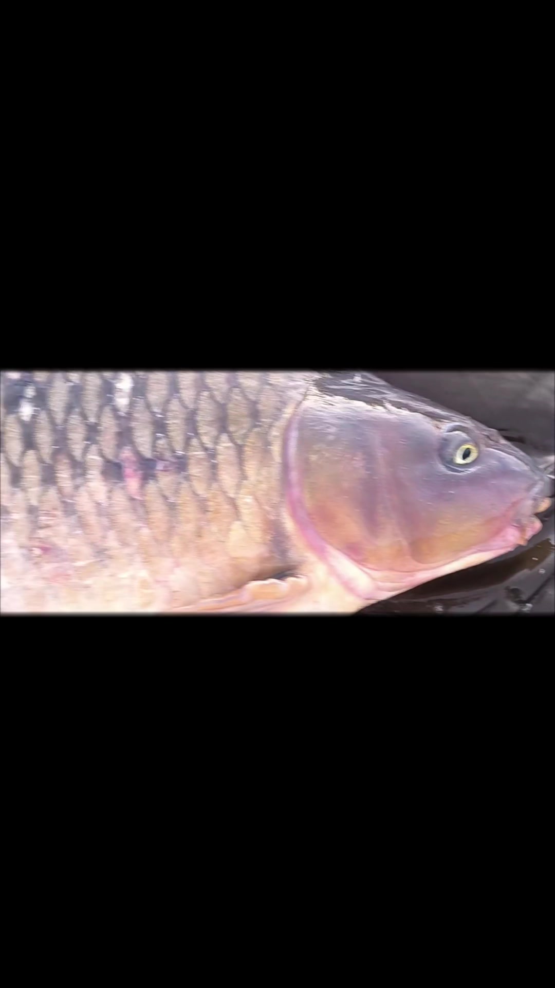 @Jocarpfishing