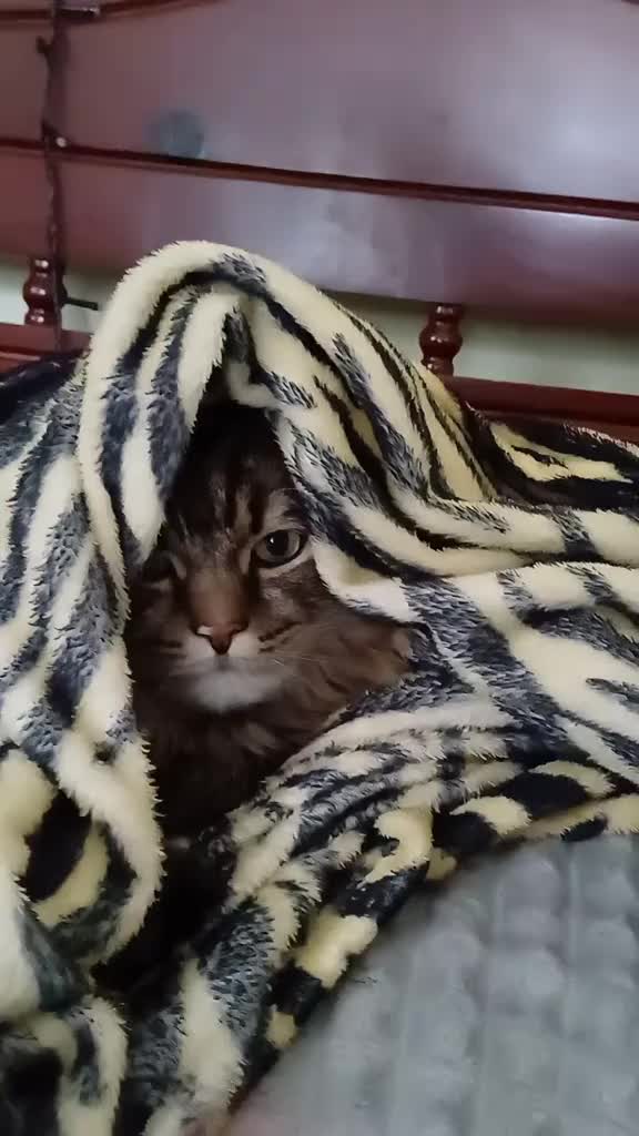 @cat_bayun_