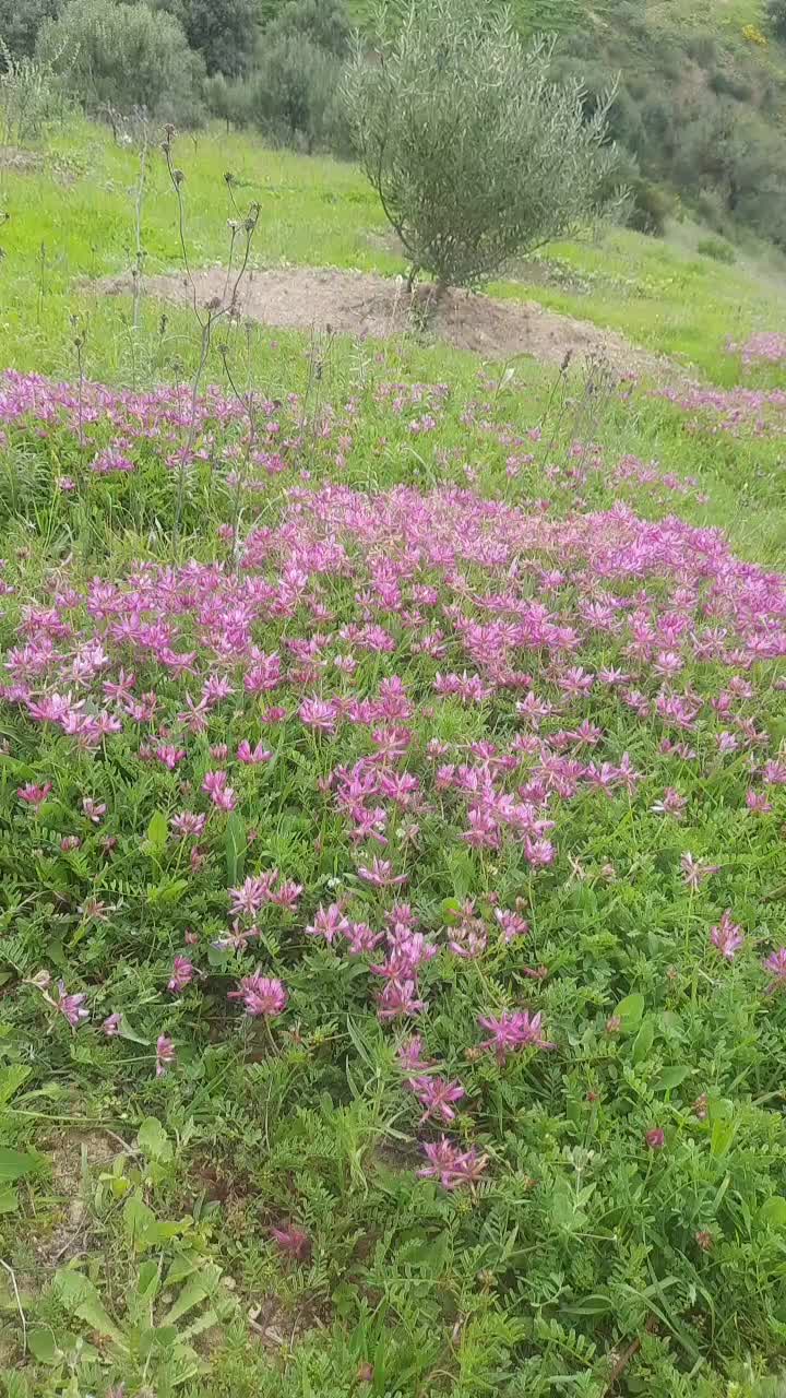 @فارس