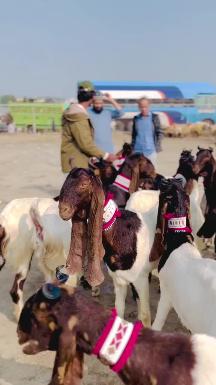 @✨.زاهد سولنگي واپاري. 🐐