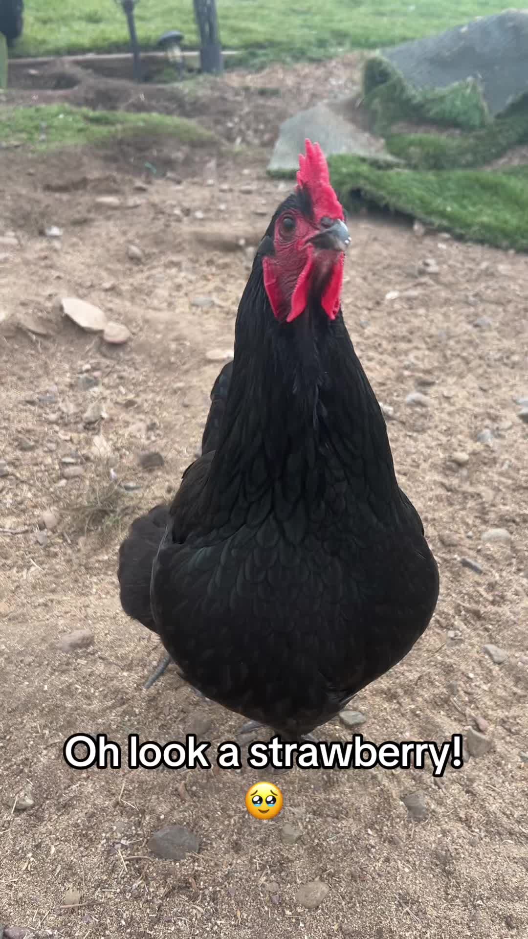 @Seven_mightyhens