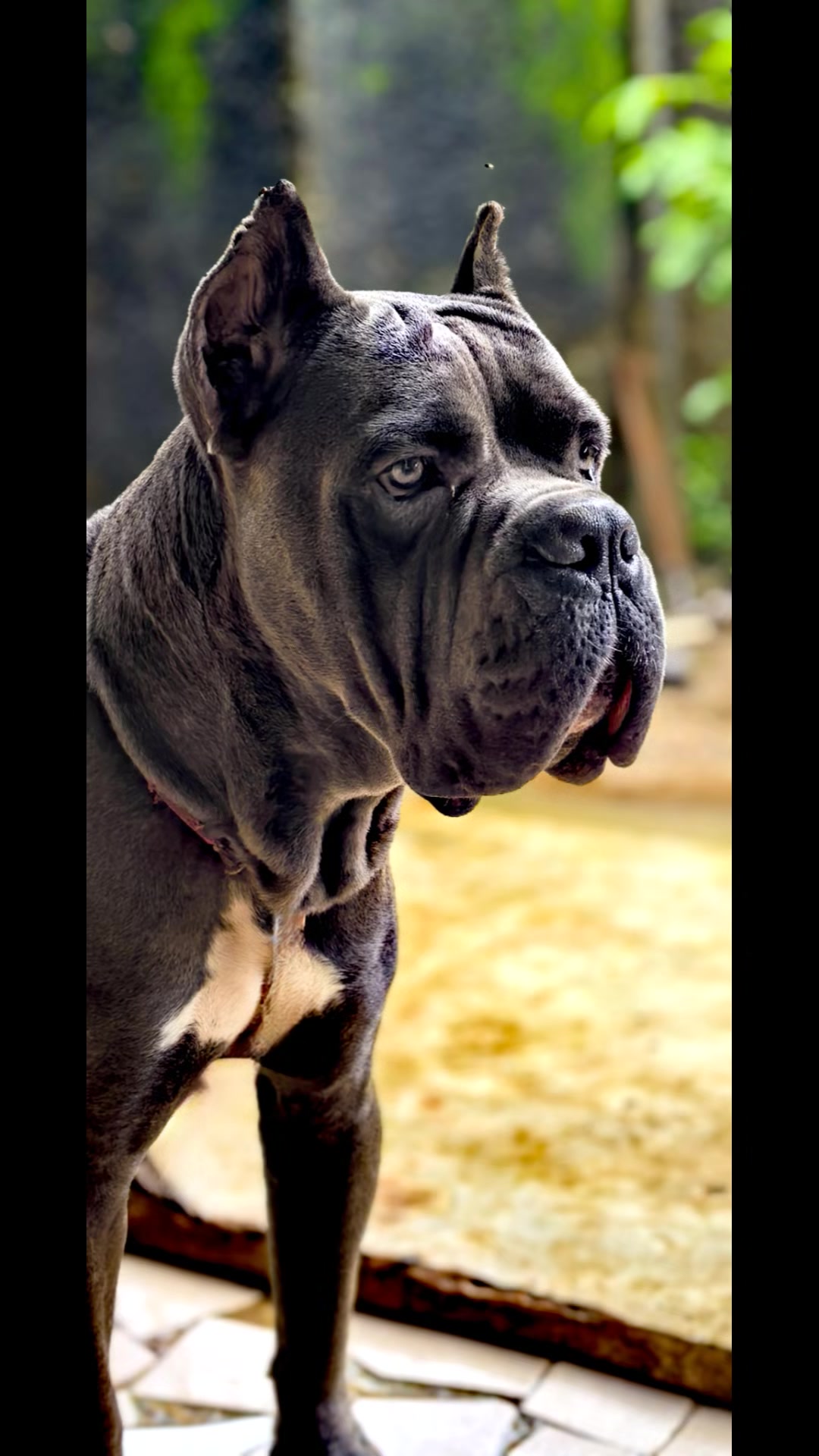 @FIRST CANE CORSO🐾🇨🇮🇨🇮🐾