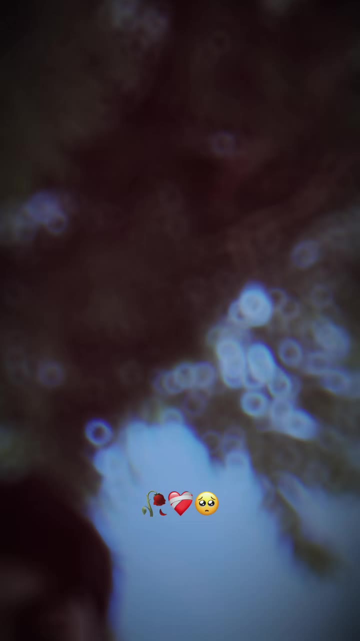 @🖇️𝕭𝖆𝖘𝖍𝖎𝖎 𝖐𝖍𝖆𝖓🔗