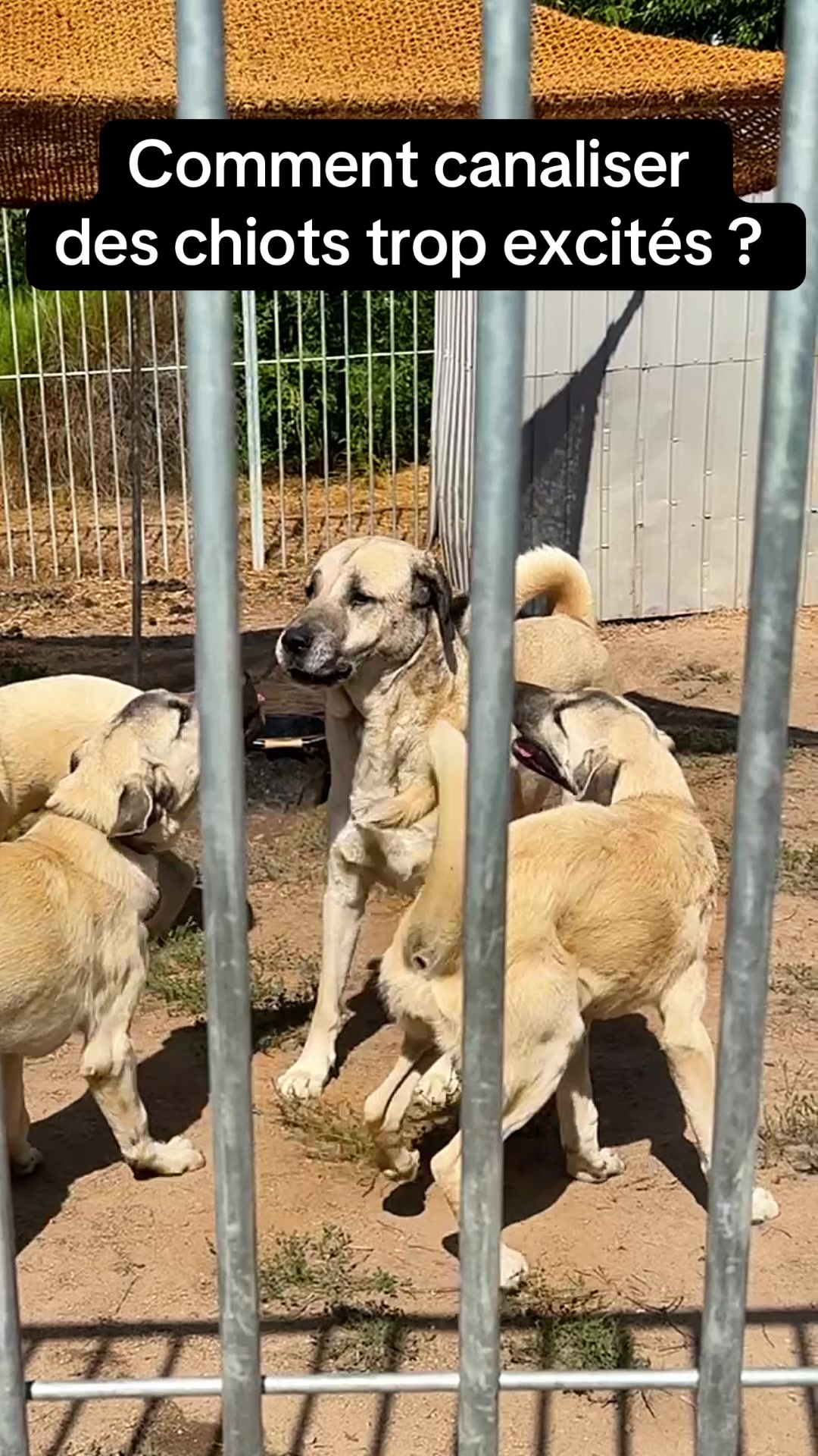 @Purekangal