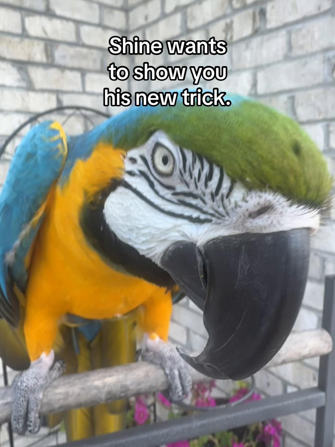 @KC_Tok