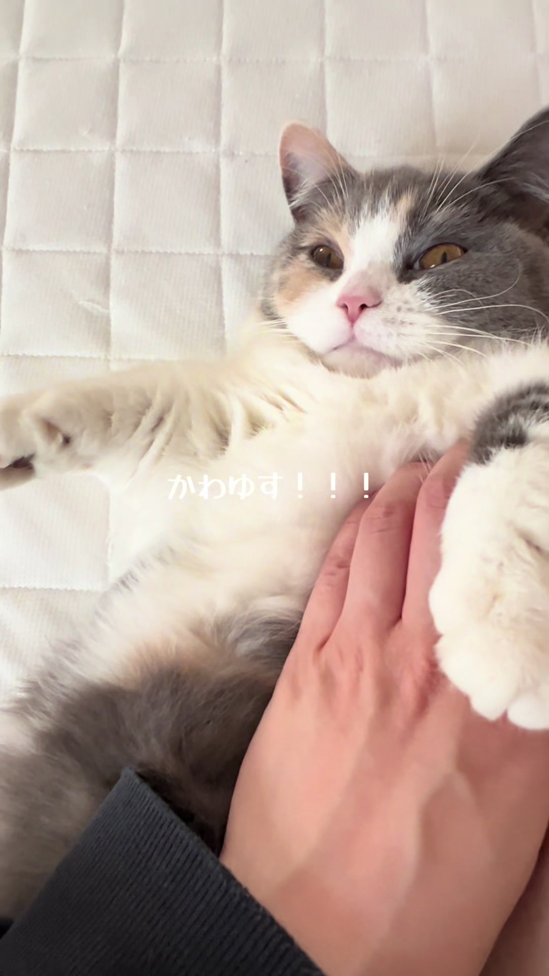 @うにぽて