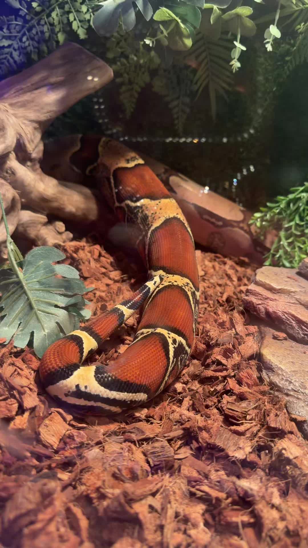@Medusa✌️🐍 ♊️