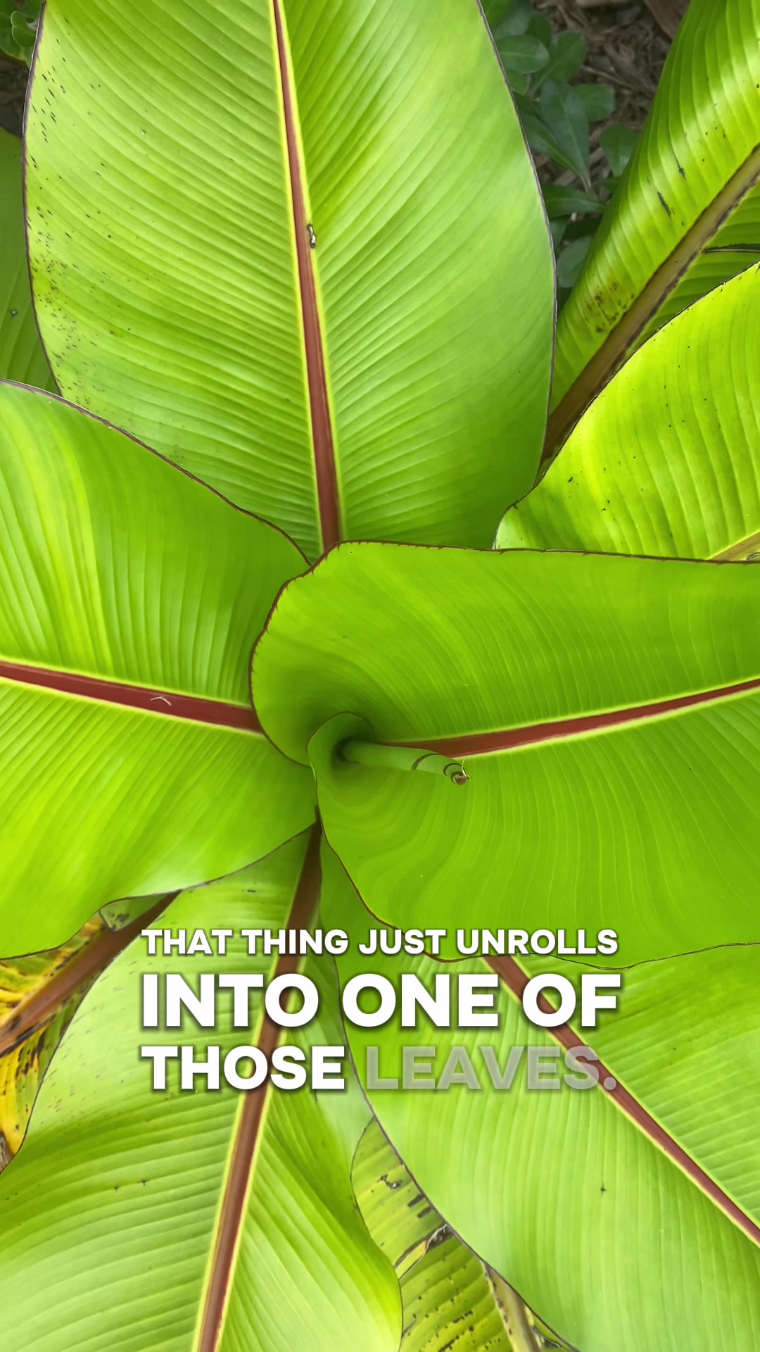 @thewonderhunter