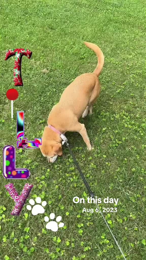 @💜❌Happytails❌💜