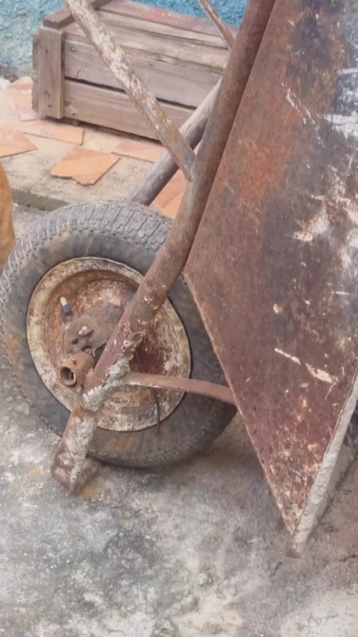 @SONIA MARA DE ARRUDA
