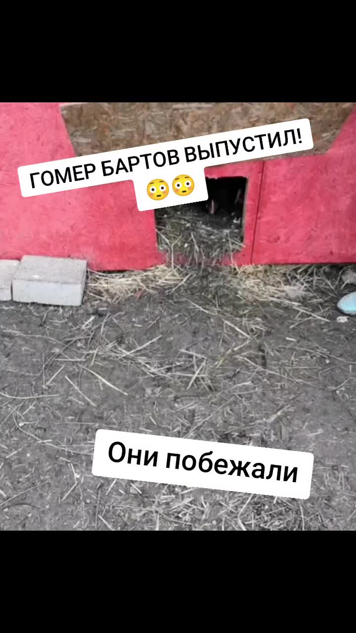 @глент на сво