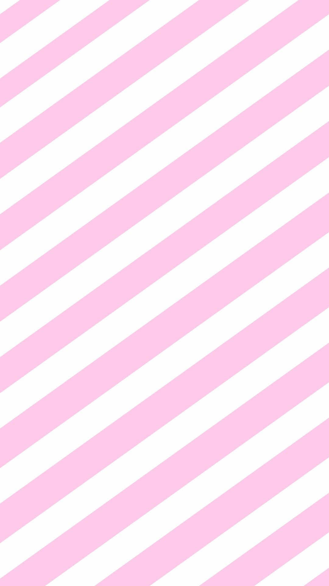 @≽^•⩊•^≼