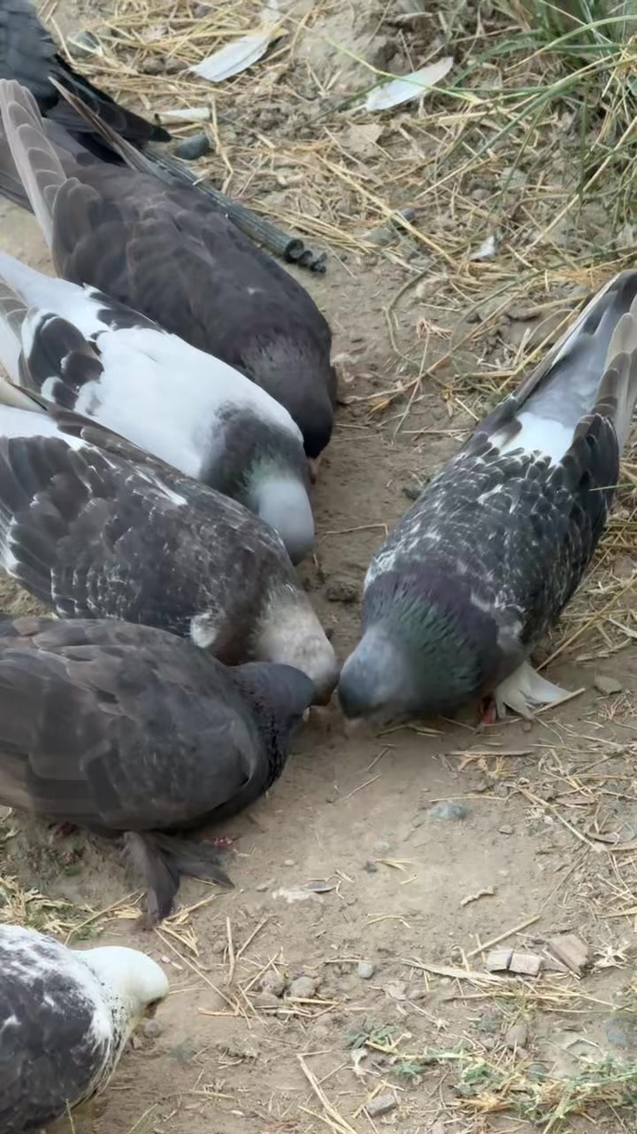 @FURNİA_AĞLUÇ76