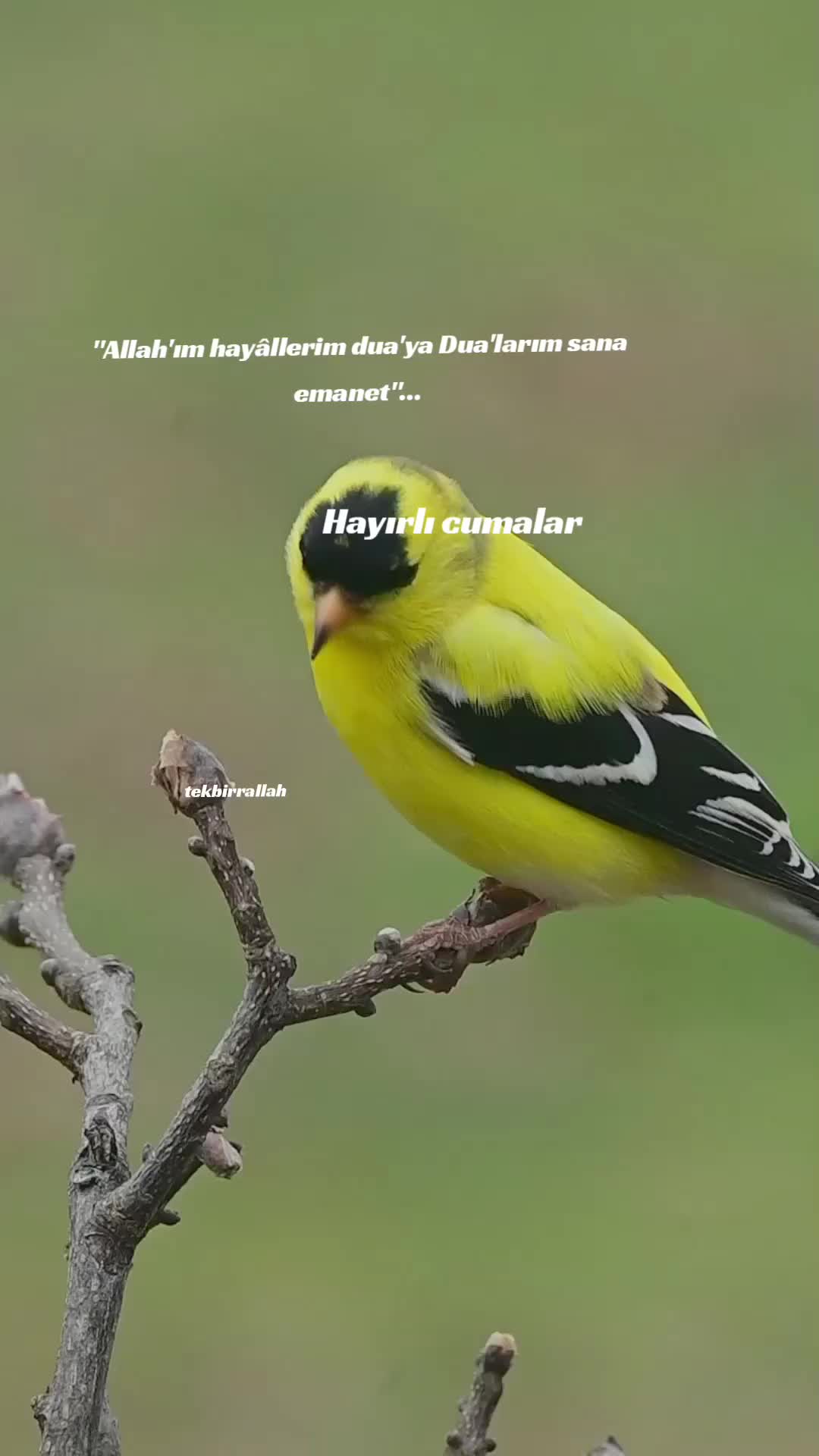 @tekbirr_Allah