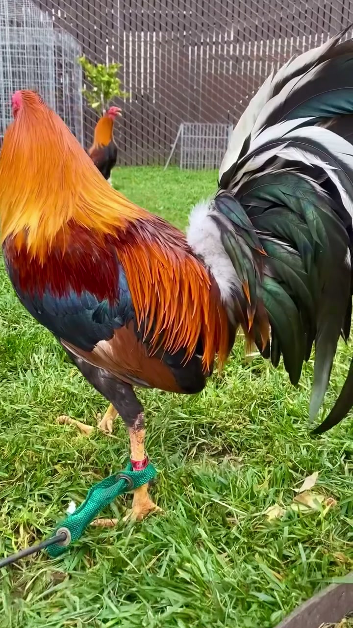 @Los Gallos Más Finos