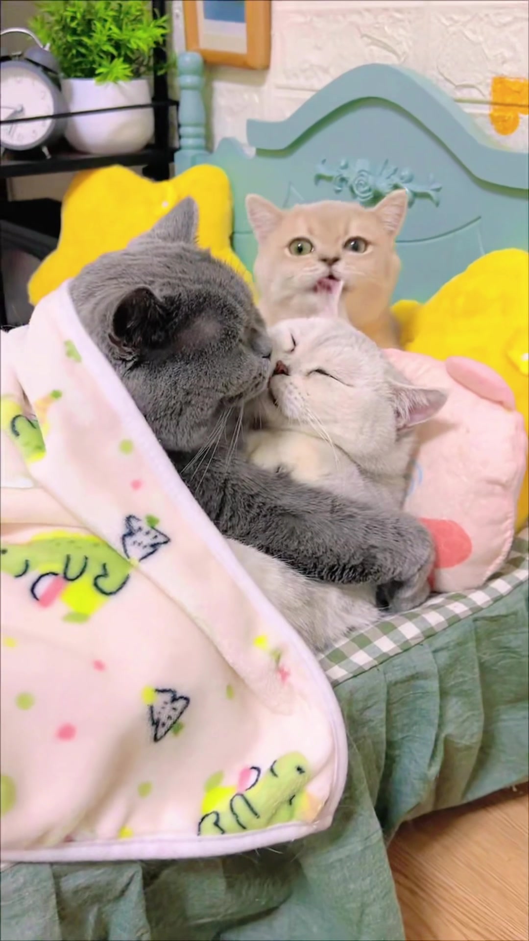 @The Kitten Council 😻😻