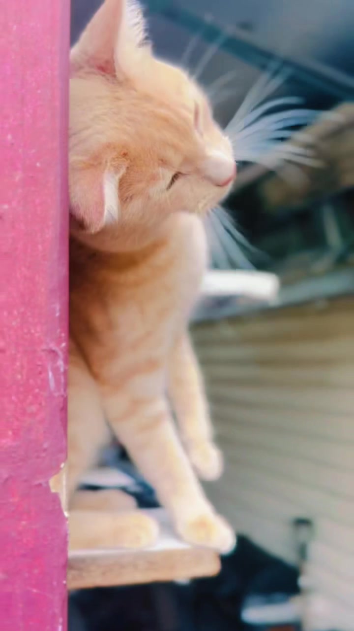 @pantherthecat_ 0711