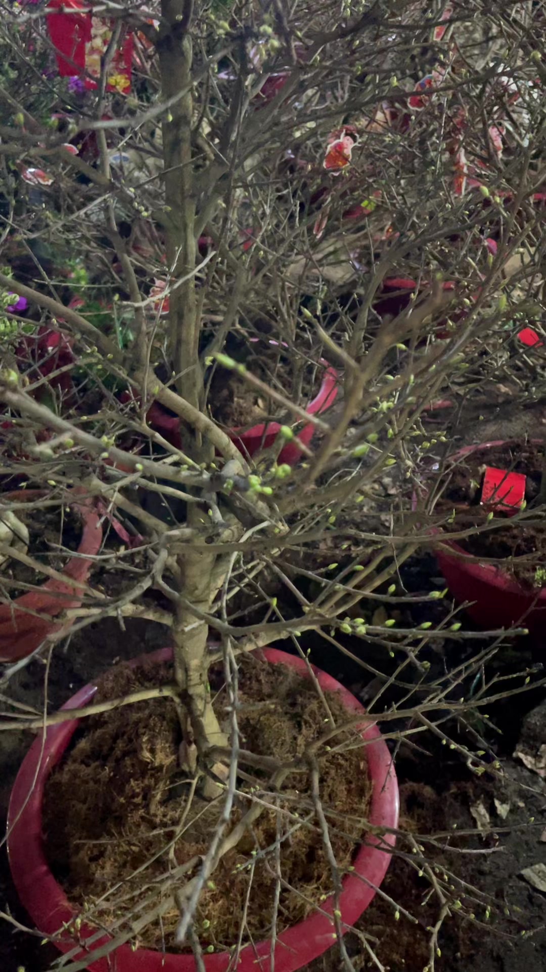 @ពិភពរុក្ខជាតិ - Plants World