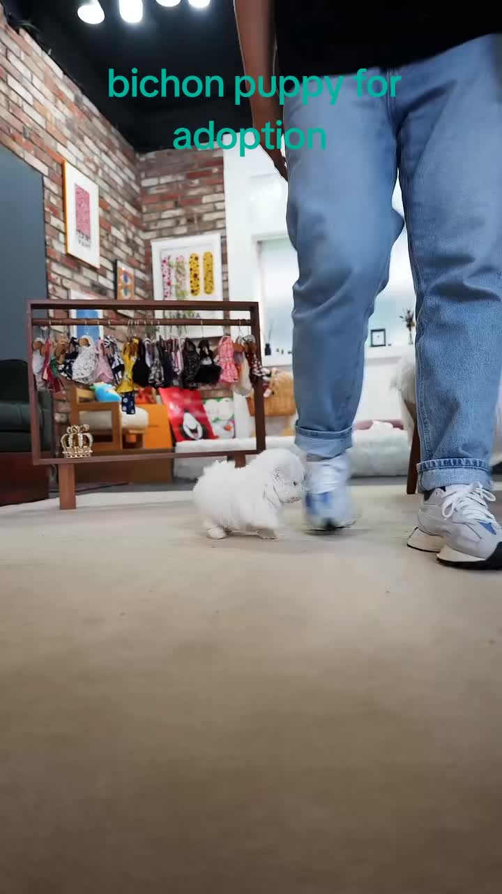 @Teacup puppies