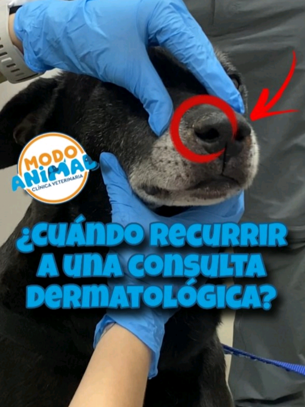 @VetModoAnimal