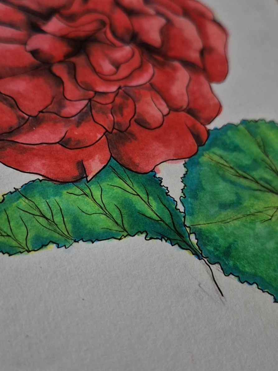 @Organic Illustrations