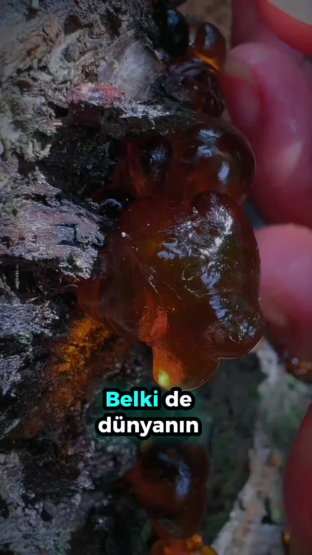 @beynegrafya
