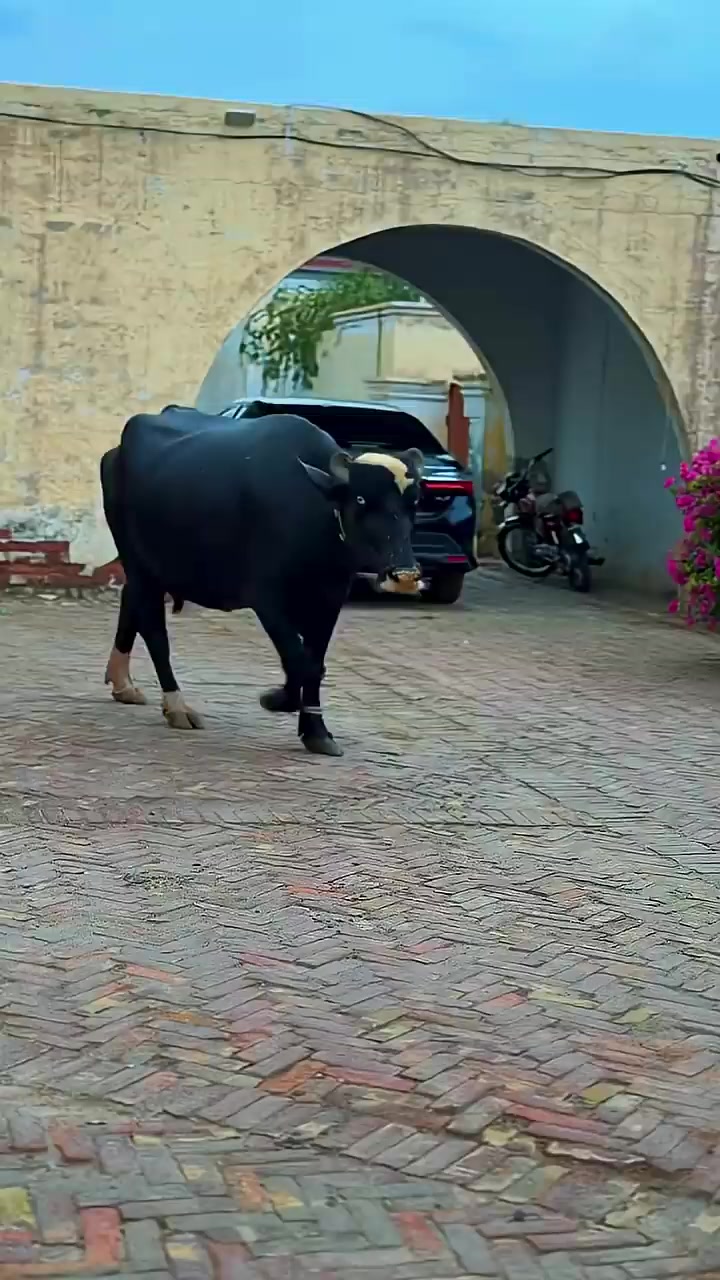 @GUJJAR DAIRY FARM