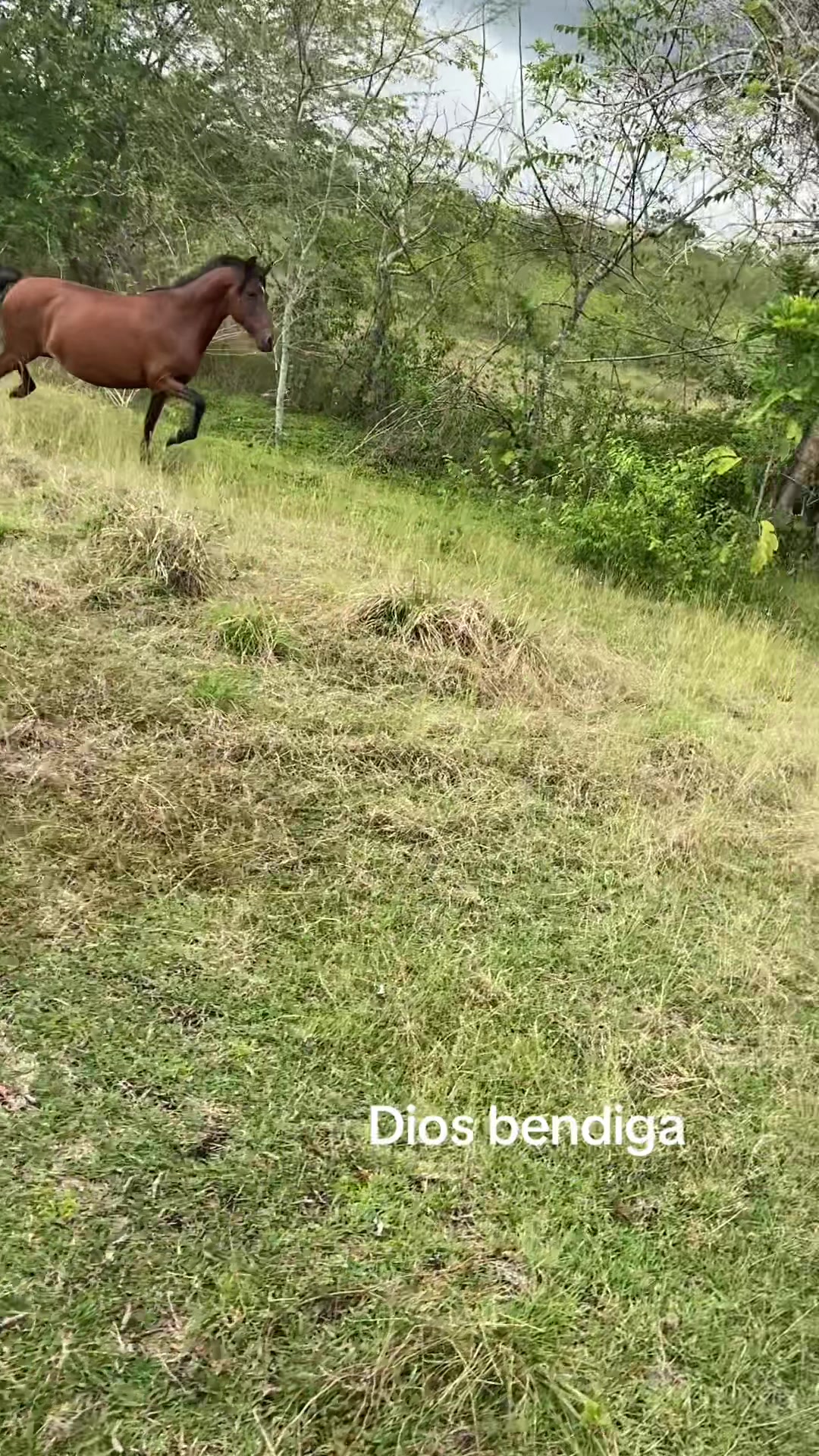 @El tal caballista ese 🤠