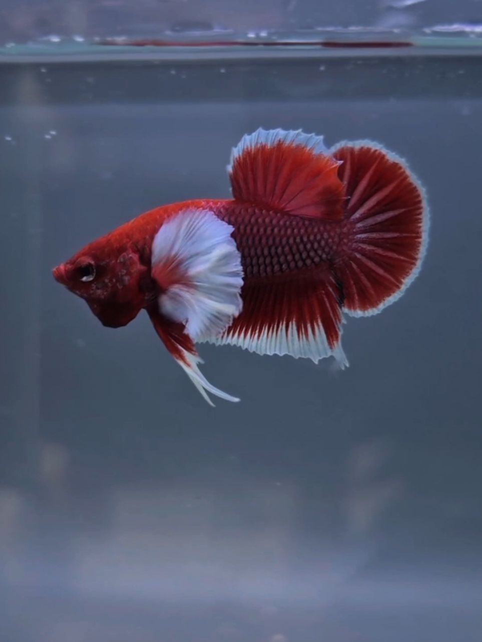 @Sakana Betta Batam