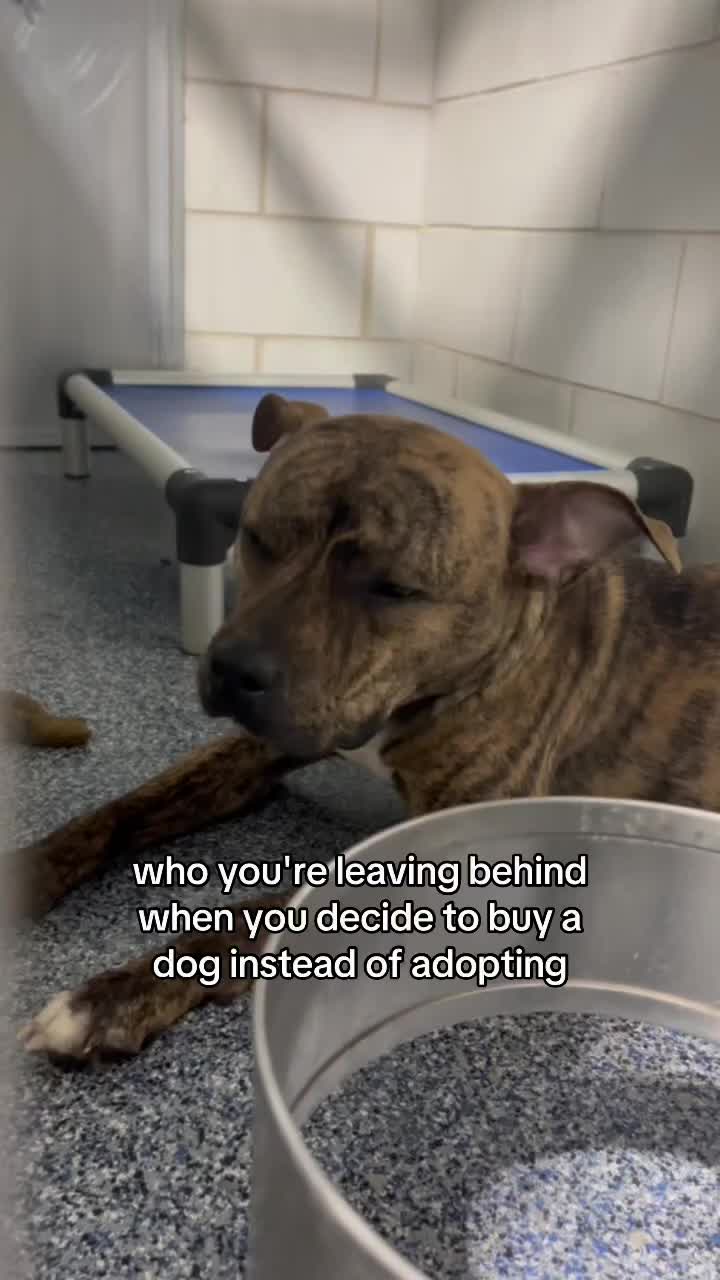 @Adopt a Pet