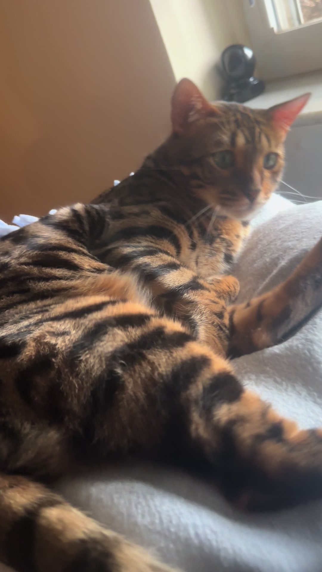 @Tiny Leopard Cats