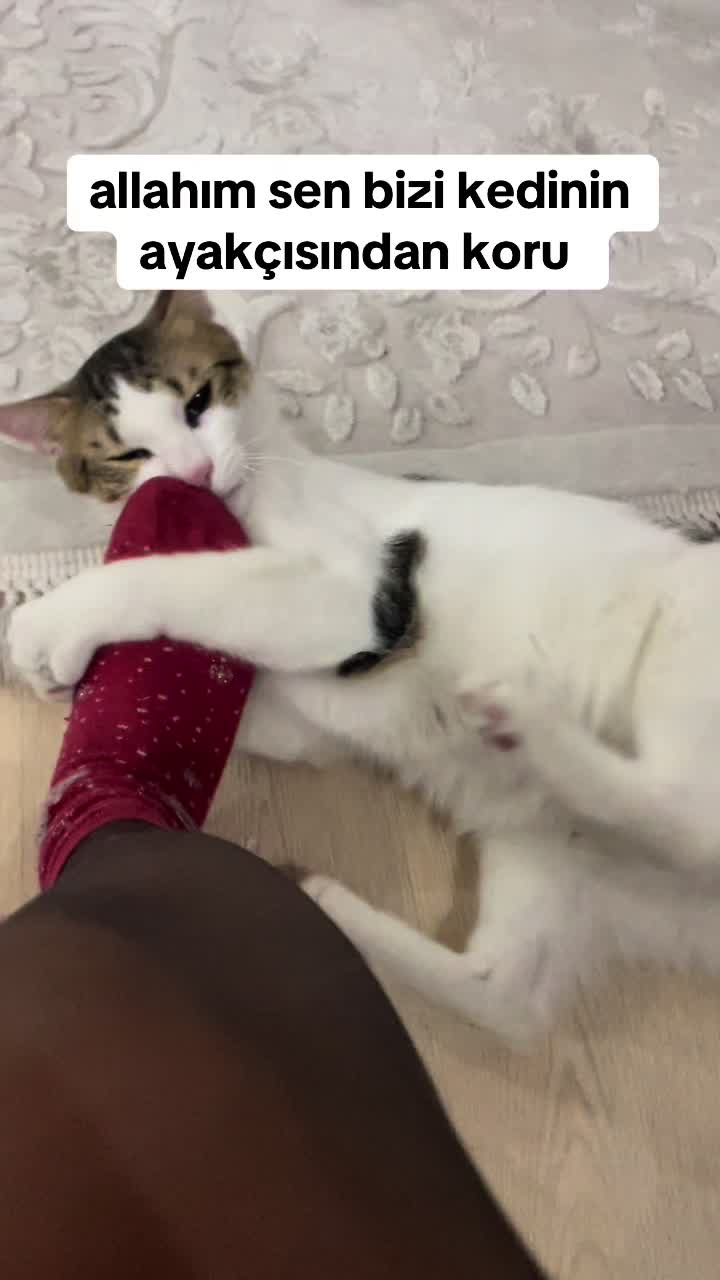 @mısır mercimek halil ve ben 🐈