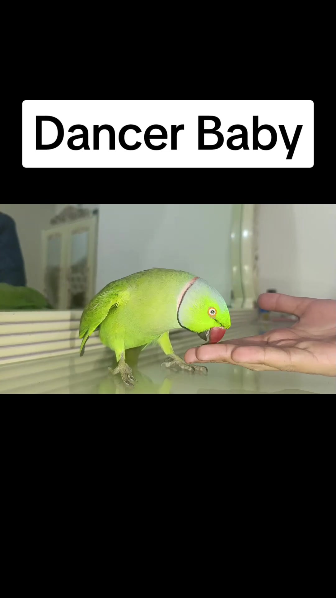 @Mehtab's Pet