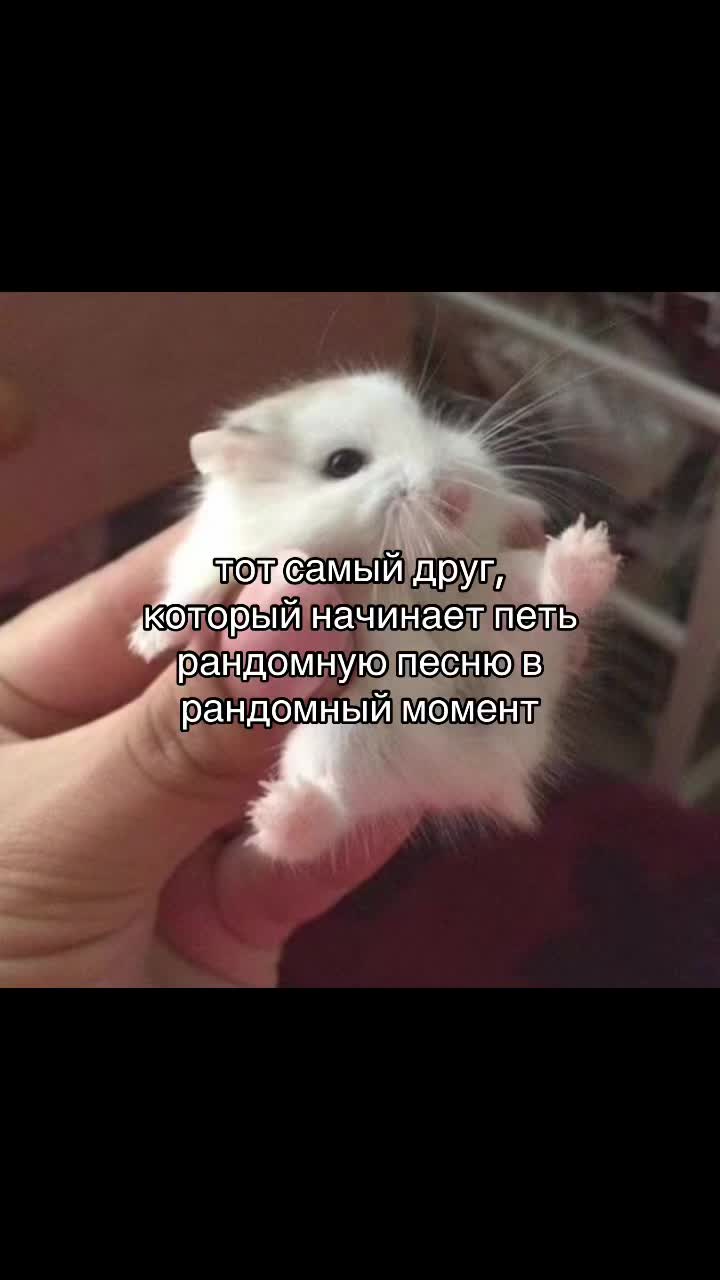 @猫🌸