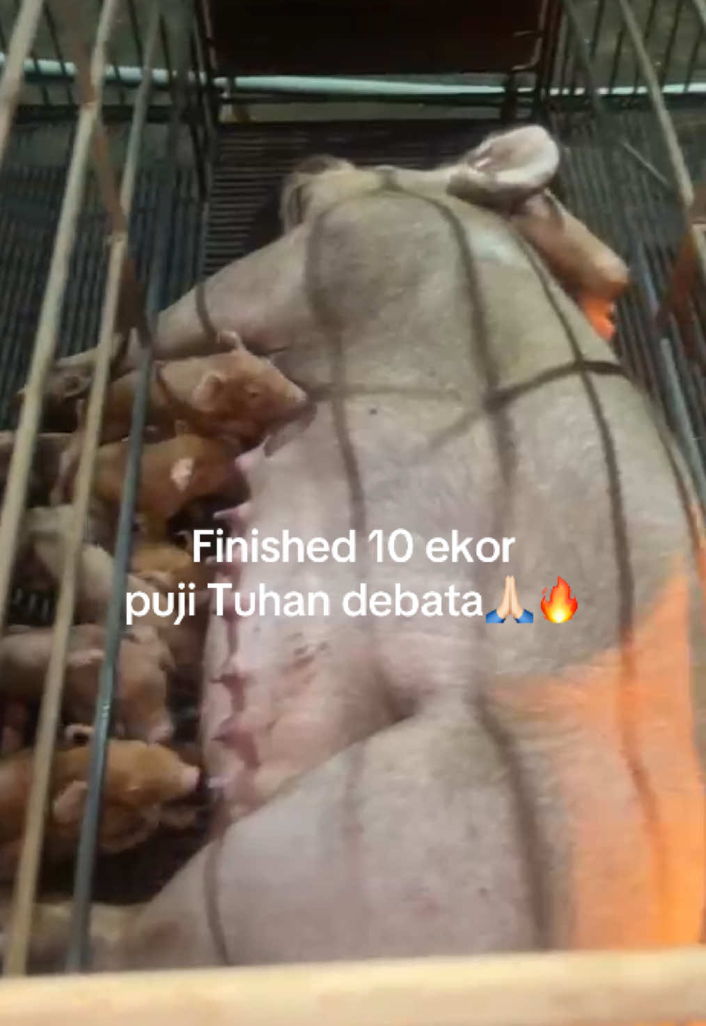 @Twinspiggyfarm01