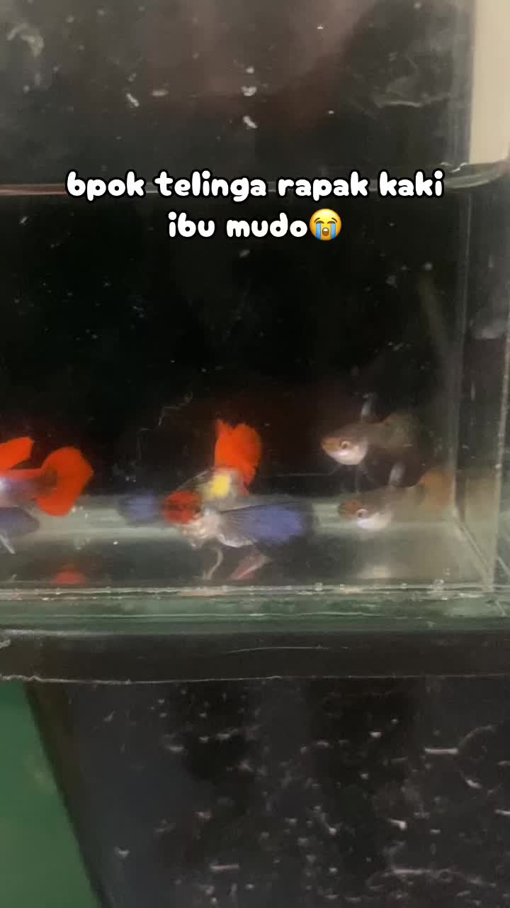 @RULL GUPPY??