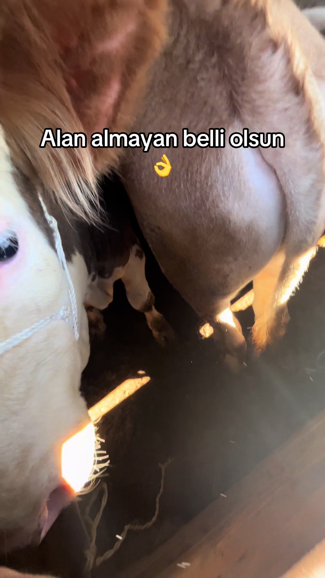 @GAZİ AKPINAR