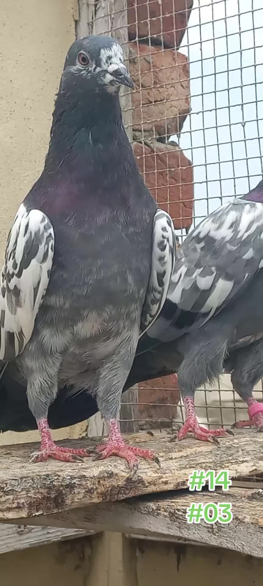 @Ranakasuripigeon