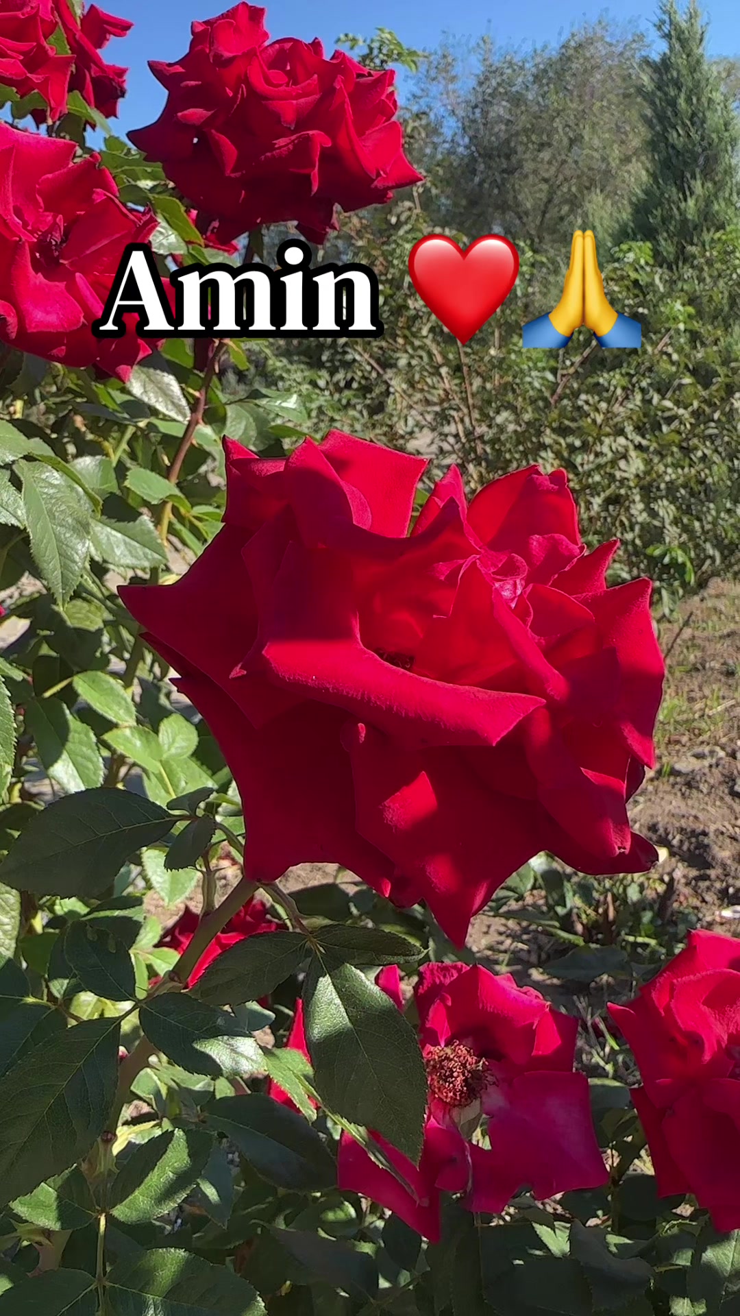 @Mənalı❤️Xanım