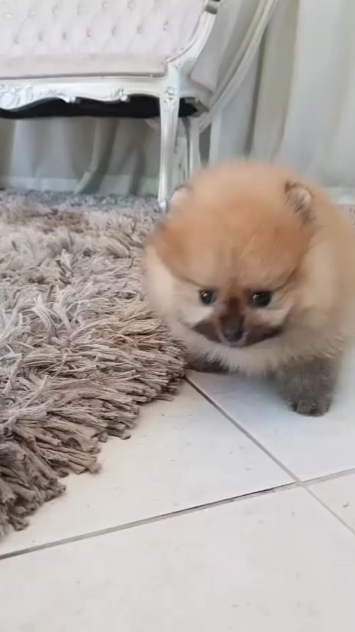 @Teacup puppies