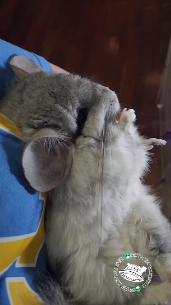 @Kuzco the Chinchilla
