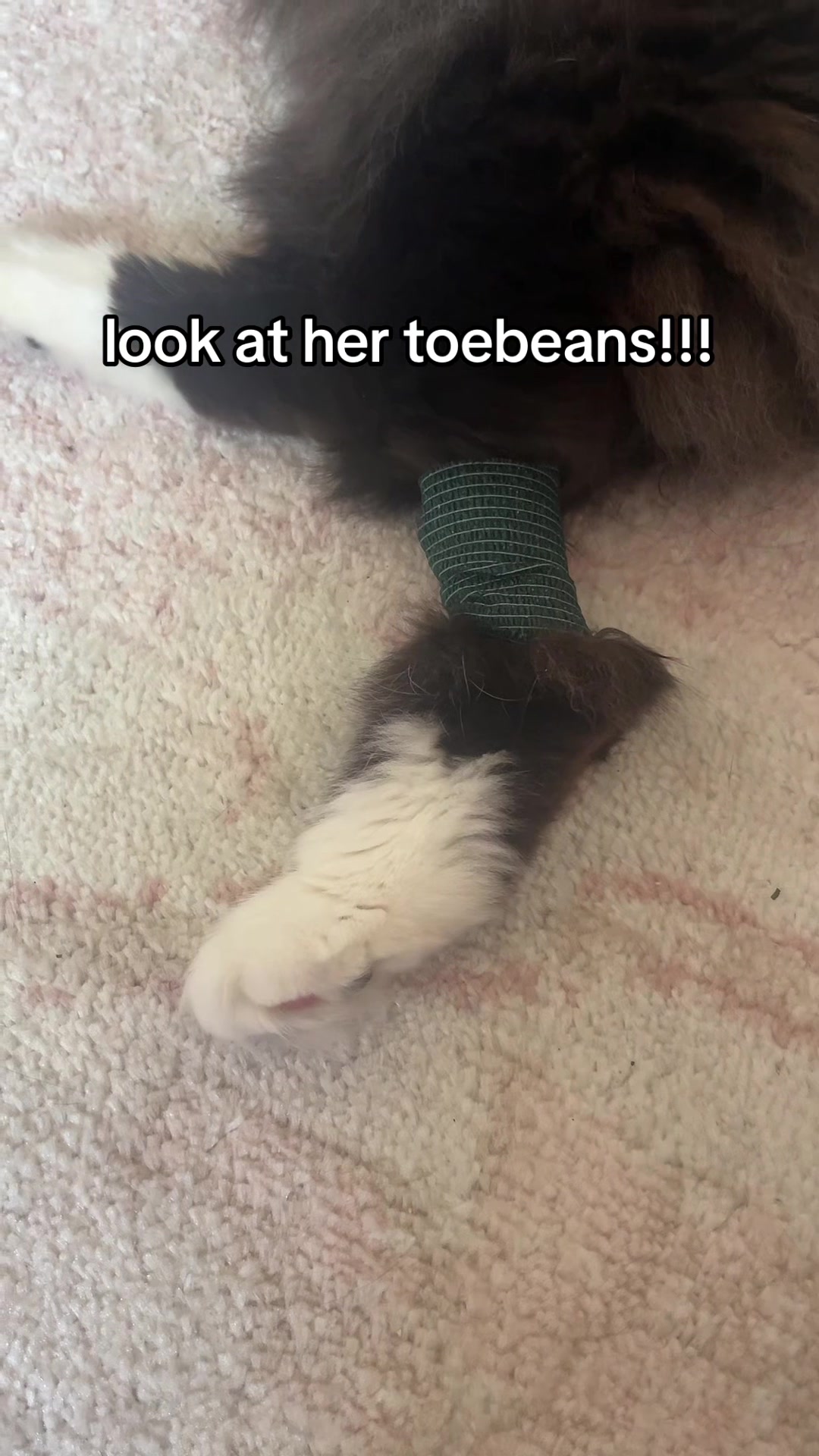 @twinkle ✨ toe beans 🐾