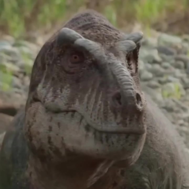 @Acrolog🦎🌱