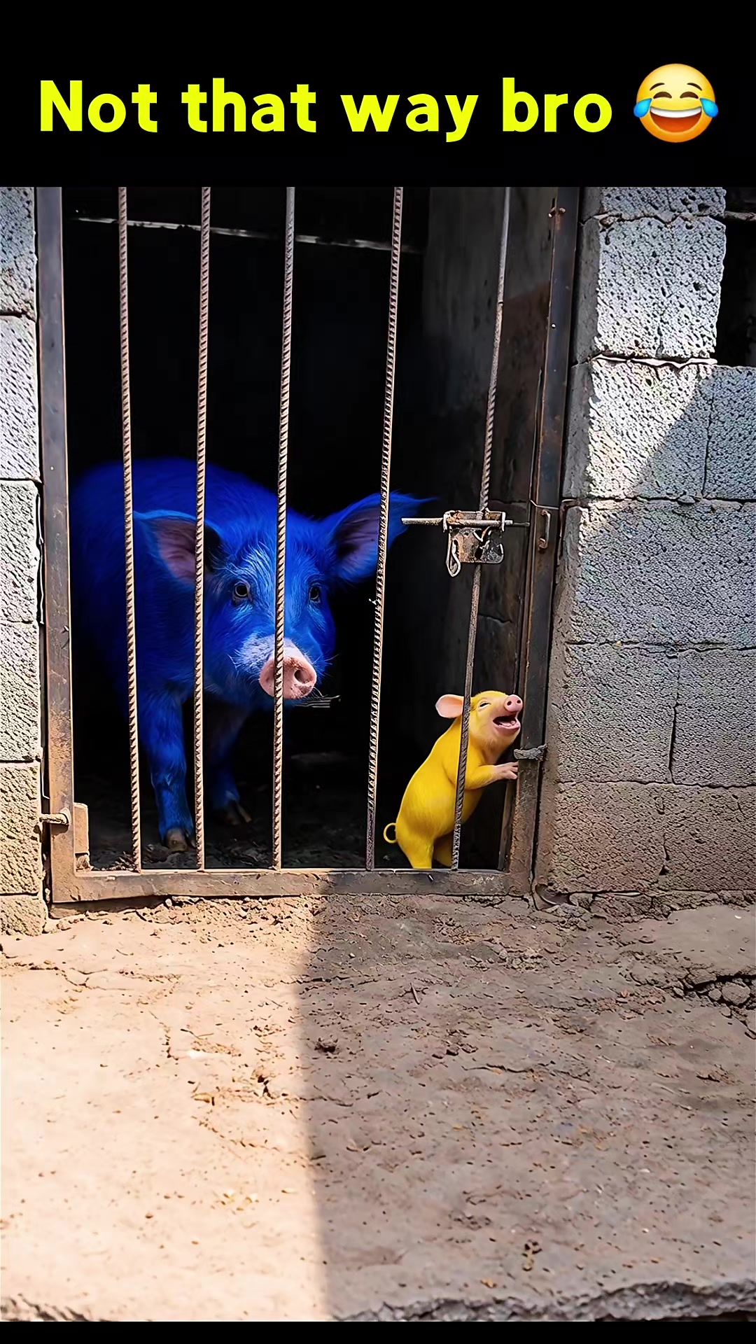 @Animal Surprise