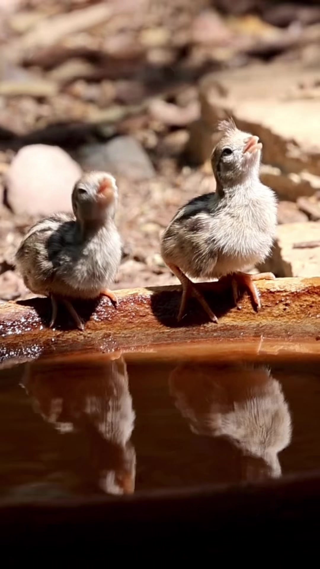 @ASMR Nature Love